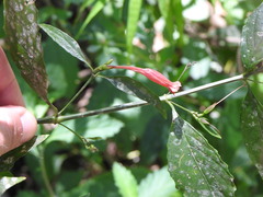 Ruellia angustiflora