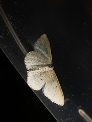 Scopula marginepunctata