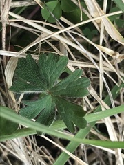 Geranium potentilloides