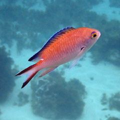 Norfolk Chromis photo 5