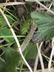 Geranium potentilloides