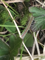 Geranium potentilloides