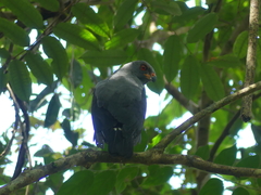 Cryptoleucopteryx plumbea