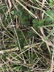 Geranium potentilloides