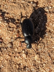 Eleodes grandicollis