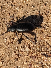 Eleodes grandicollis