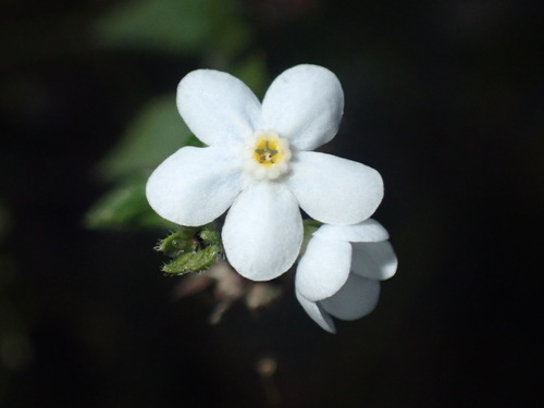 Hackelia ursina var. pustulata