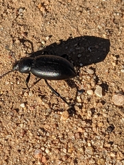 Eleodes grandicollis