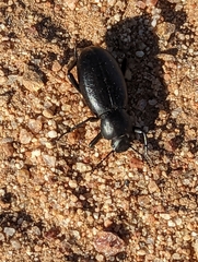 Eleodes grandicollis