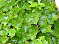 Hydrocotyle leucocephala
