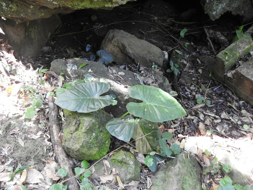 Alocasia macrorrhizos