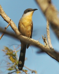 Coccyzus melacoryphus