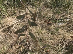 Eucalyptus pauciflora pauciflora