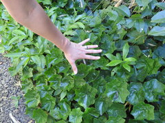 Hydrocotyle leucocephala