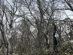 Eucalyptus pauciflora pauciflora