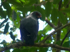 Cryptoleucopteryx plumbea