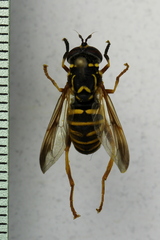 Spilomyia