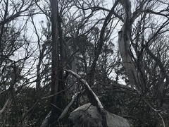Eucalyptus pauciflora pauciflora