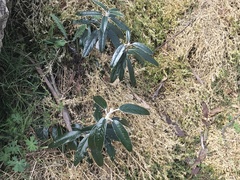 Olearia megalophylla