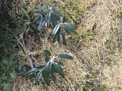 Olearia megalophylla