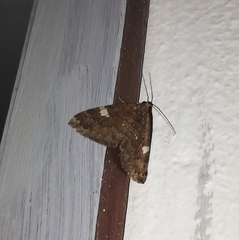 Larentia malvata