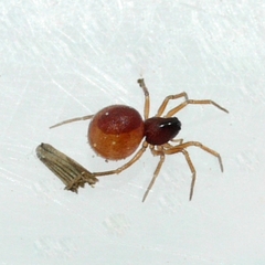 Erigoninae
