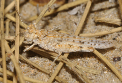 Sphingonotus imitans