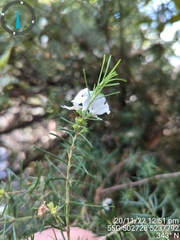 Westringia angustifolia