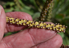 Plantago cunninghamii