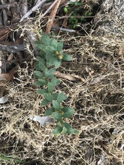 Pimelea curviflora gracilis
