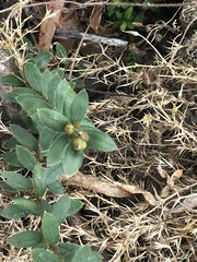 Pimelea curviflora gracilis