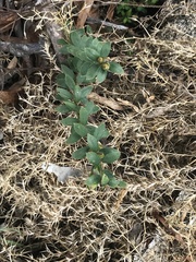Pimelea curviflora gracilis