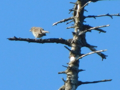 Junco hyemalis