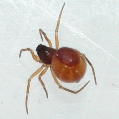 Erigoninae