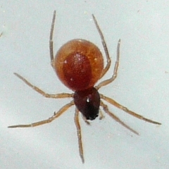 Erigoninae