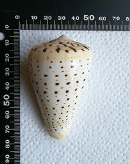 Conus betulinus