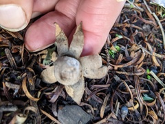 Geastrum floriforme