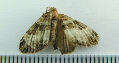 Xanthorhoe lacustrata