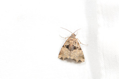 Cobubatha lixiva
