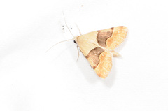 Hemeroplanis incusalis