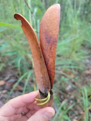 Dipterocarpus