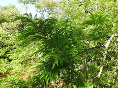 Machaerium aculeatum