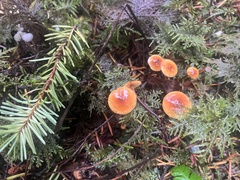 Heimiomyces fulvipes