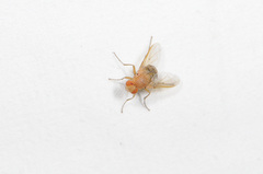 Ormia