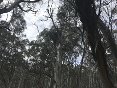 Eucalyptus dalrympleana