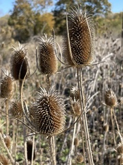 Dipsacus sativus