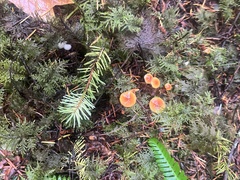 Heimiomyces fulvipes