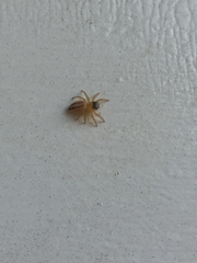 Maratus scutulatus