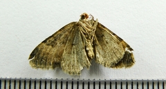 Xanthorhoe lacustrata
