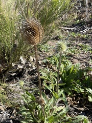 Dipsacus sativus